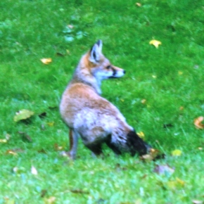 Unusual sight of fox in London
